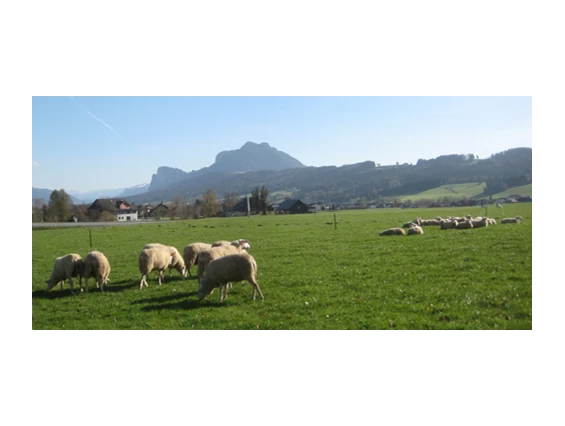 Direktvermarkter: Die Bio-Schafherde mit Blick auf den Schober. - Stranzenhof