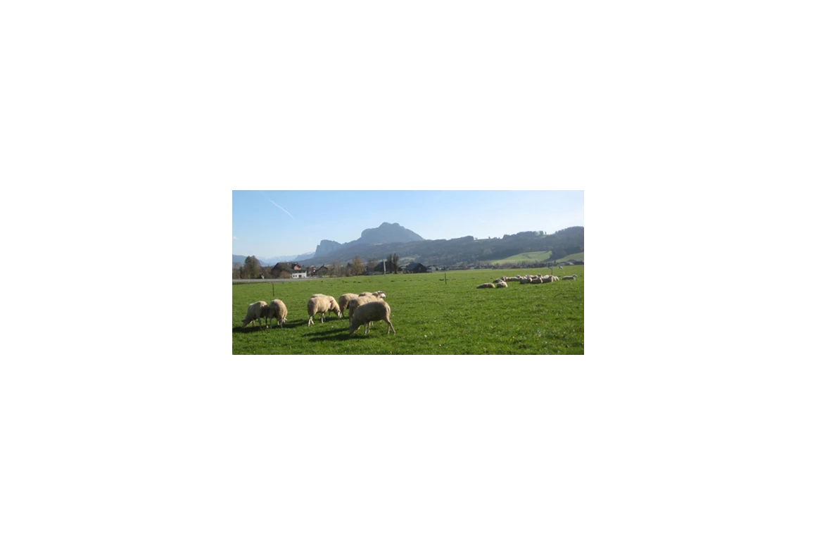 Direktvermarkter: Die Bio-Schafherde mit Blick auf den Schober. - Stranzenhof