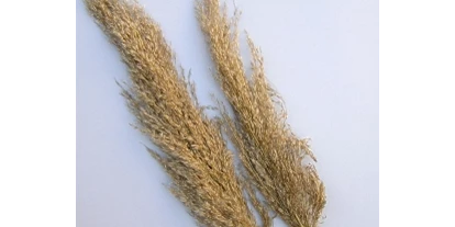 Händler - PLZ 5161 (Österreich) - Pampasgras (Eryanthus) - Rasp Salzburg - Gewürzgebinde Hochzeitsanstecker Kunstblumen
