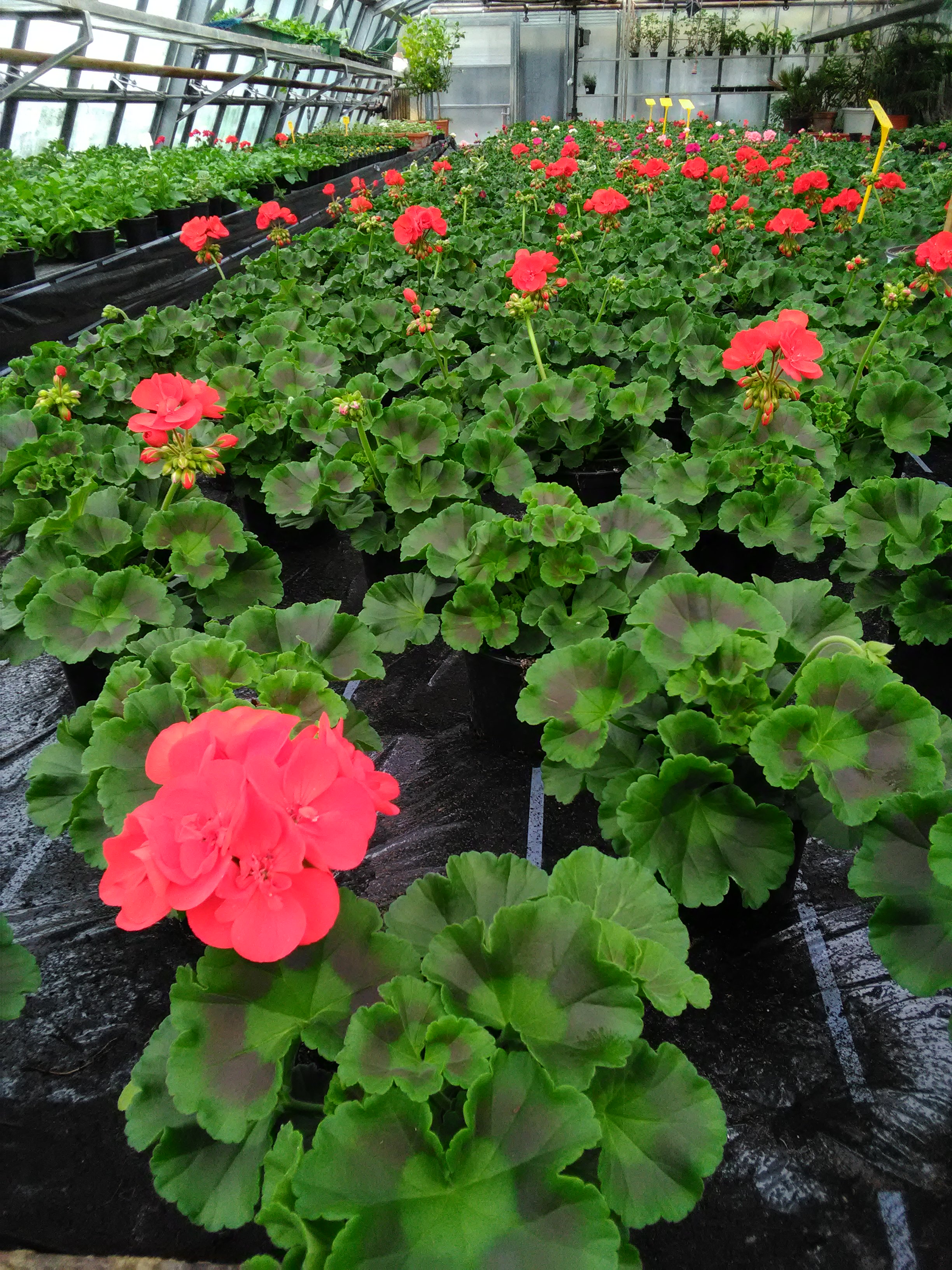 Händler - Pinsdorf - Blumen Putz