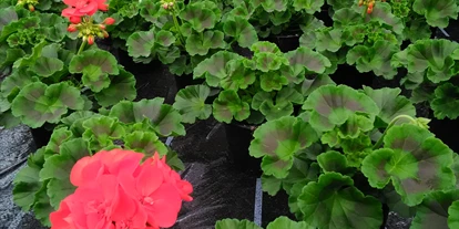 Händler - überwiegend regionale Produkte - Traunviertel - Blumen Putz